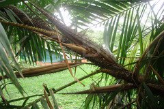 Daemonorops kurziana